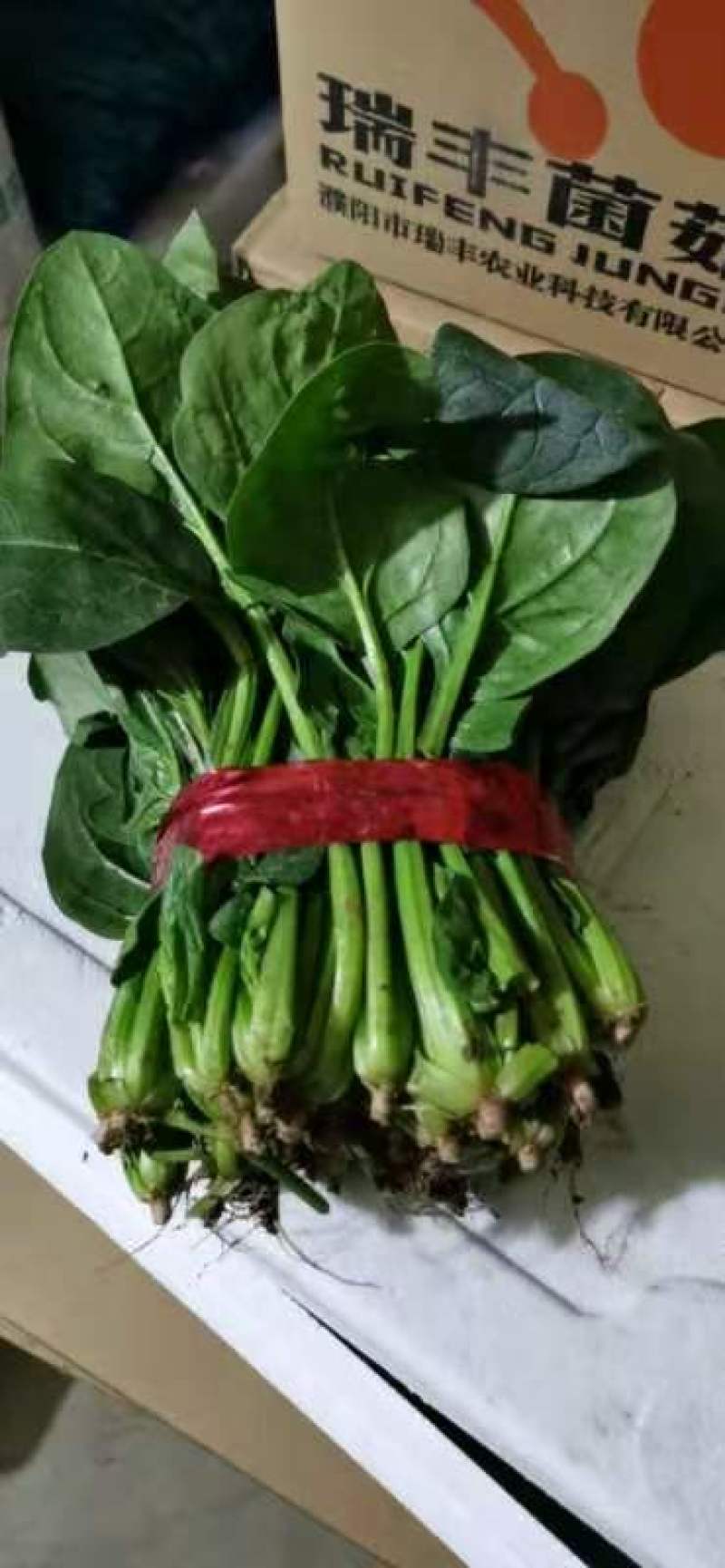 精品大棚菠菜大量上市中，欢迎有实力老板实地考察。