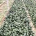 精品大棚菠菜大量上市中，欢迎有实力老板实地考察。