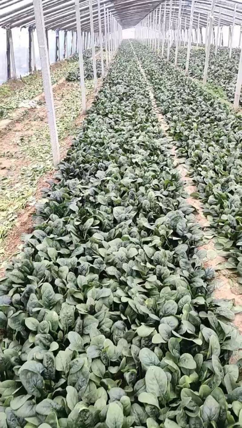 精品大棚菠菜大量上市中，欢迎有实力老板实地考察。