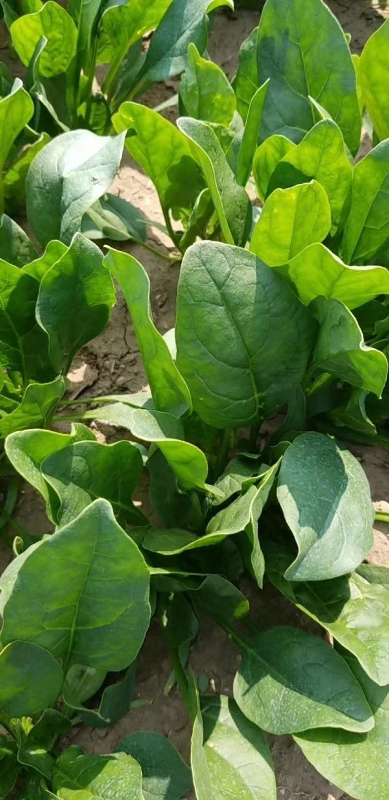 精品大棚菠菜大量上市中，欢迎有实力老板实地考察。