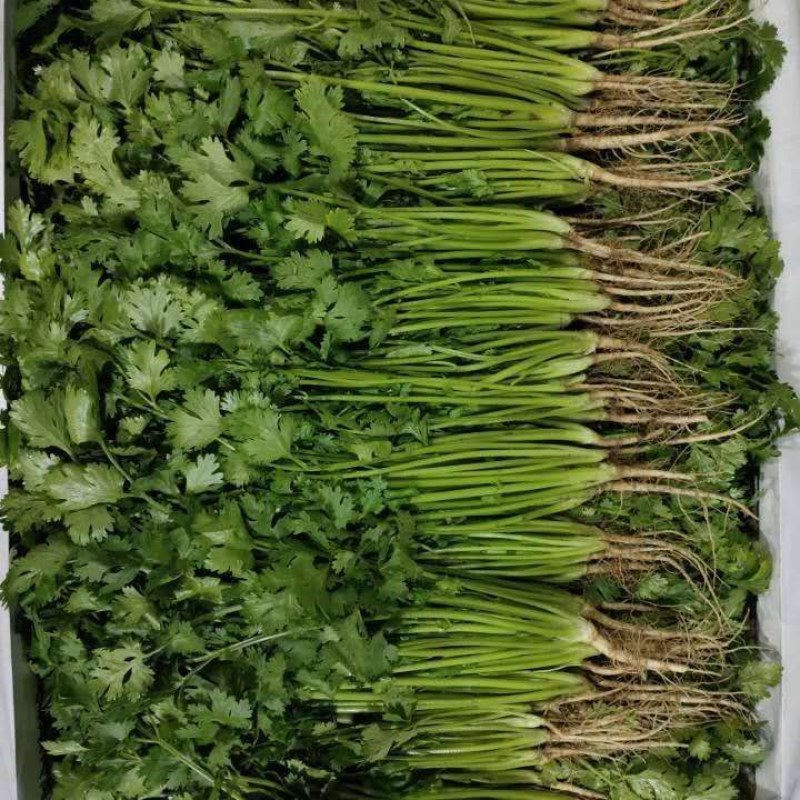 精品香菜产地一手货源诚信代办保质保量！