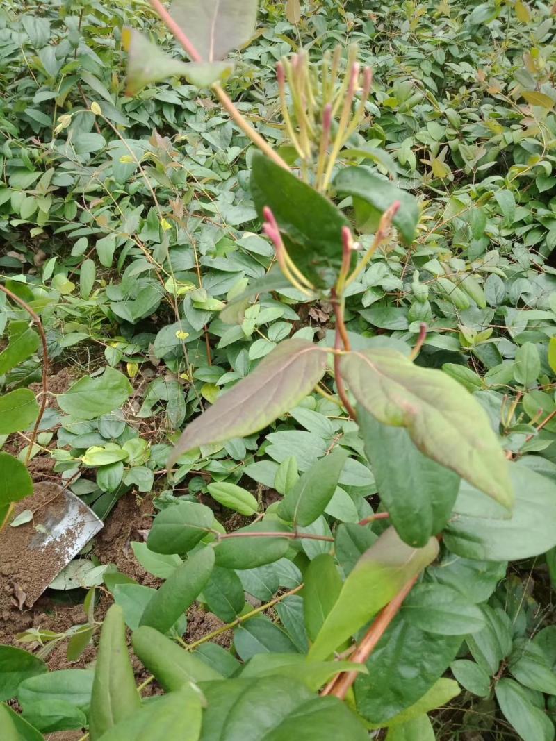 金银花苗（湘蕾金银花嫁接苗）