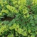 金银花苗（湘蕾金银花嫁接苗）