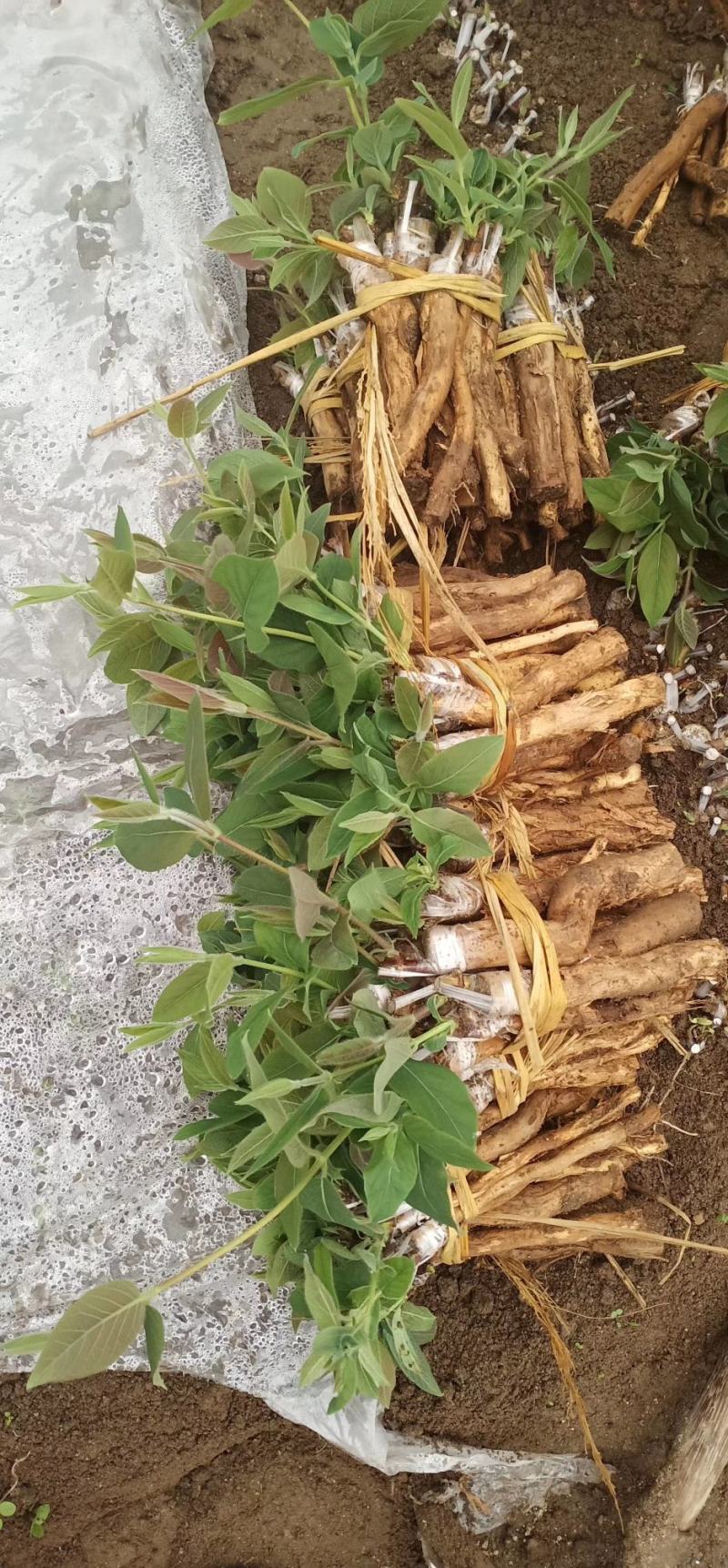 金银花苗（湘蕾金银花嫁接苗）