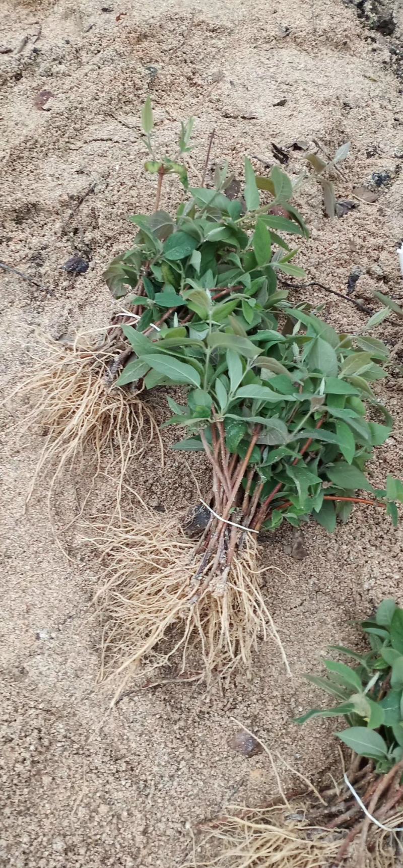 金银花苗（湘蕾金银花嫁接苗）