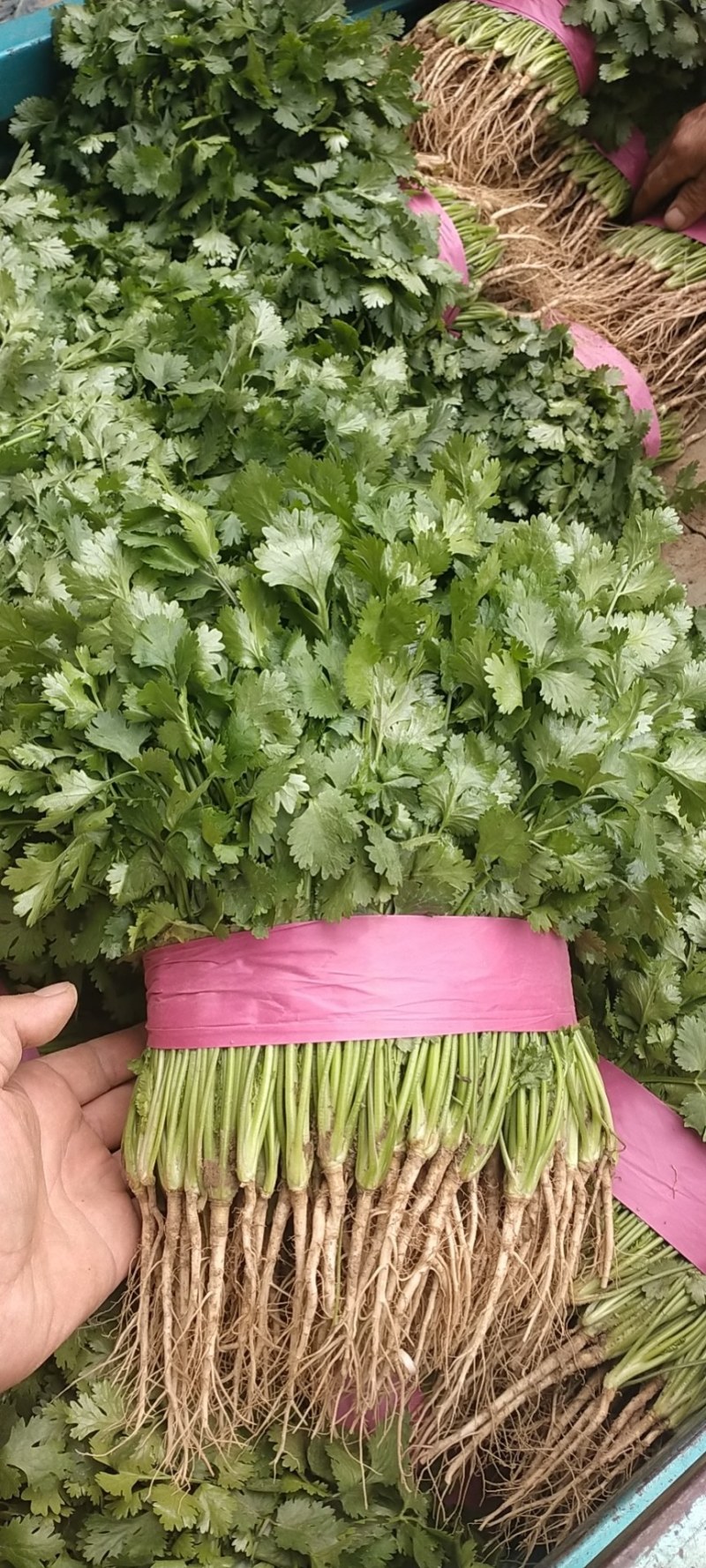 精品大叶香菜产地一手货源保质保量！