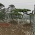 造型松黑松造型油松造型景松迎客松基地发货一棵起售