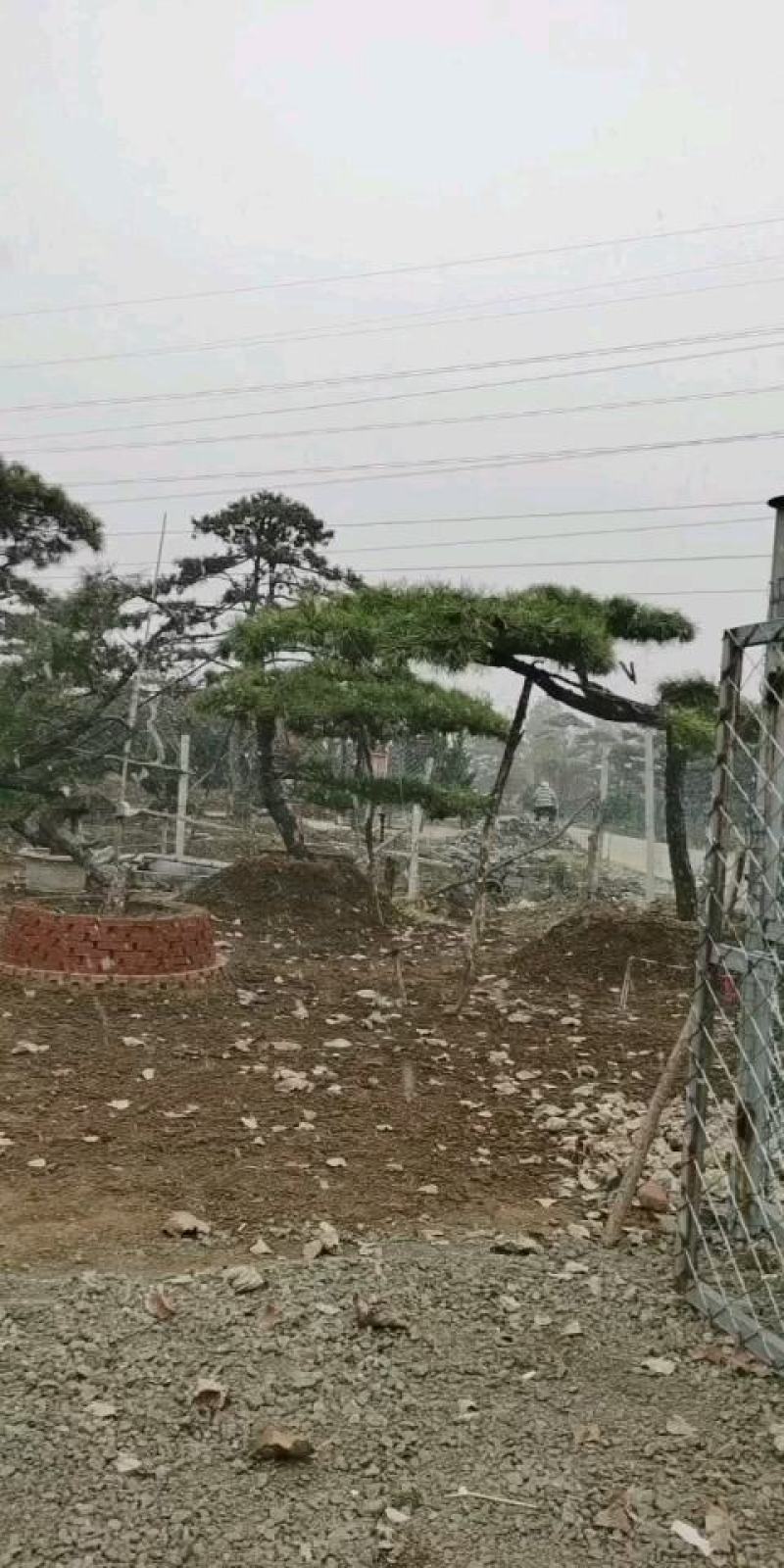 造型松黑松造型油松造型景松迎客松基地发货一棵起售