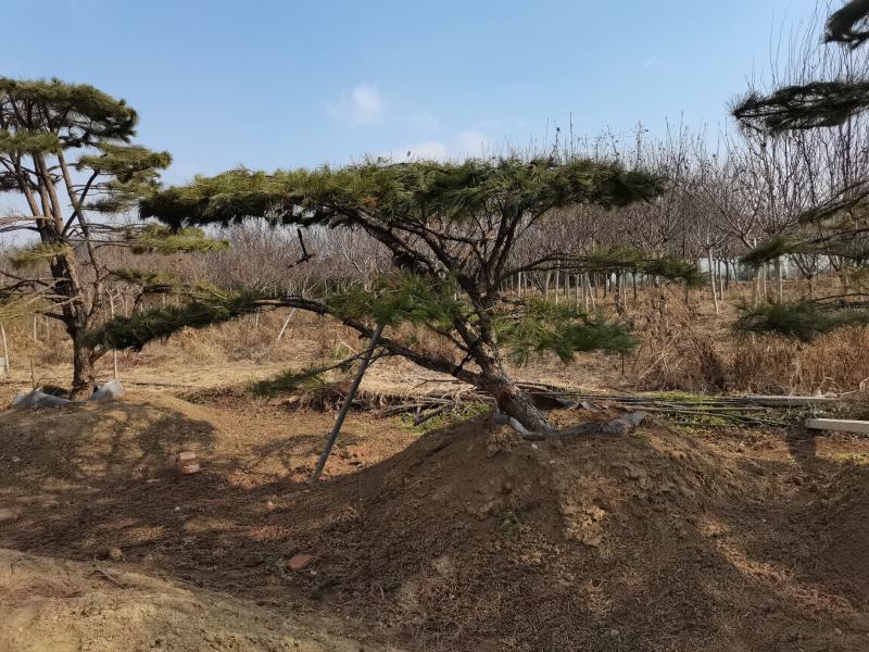 造型松黑松造型油松造型景松迎客松基地发货一棵起售