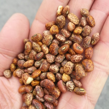 麻江豆！豇豆！煮粥伴侣！一件可发货！