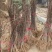 红黄紫玉兰树《速生生长速度快》成活率高包邮