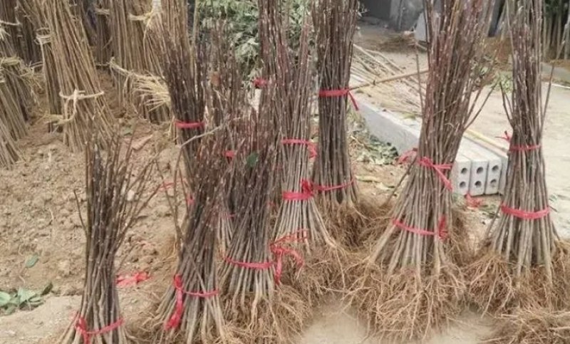 红黄紫玉兰树《速生生长速度快》成活率高包邮