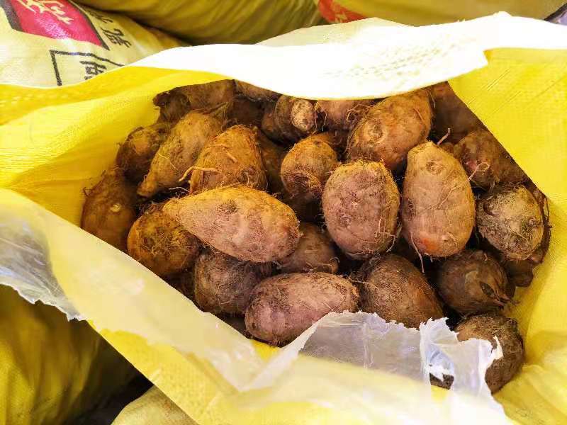 产地直发高山精品红芽芋头，各位老板抓紧时间采购