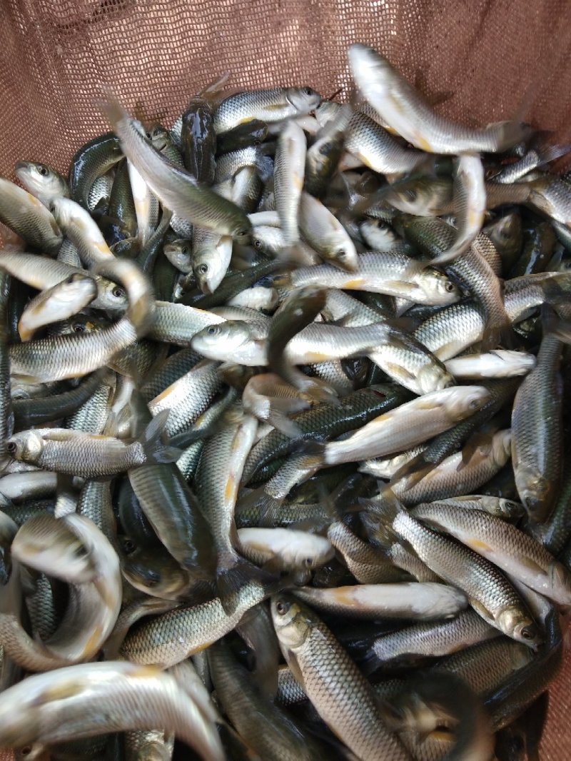 鲤鱼苗，杂交健鲤，长势快，基地批发价，包送十消毒