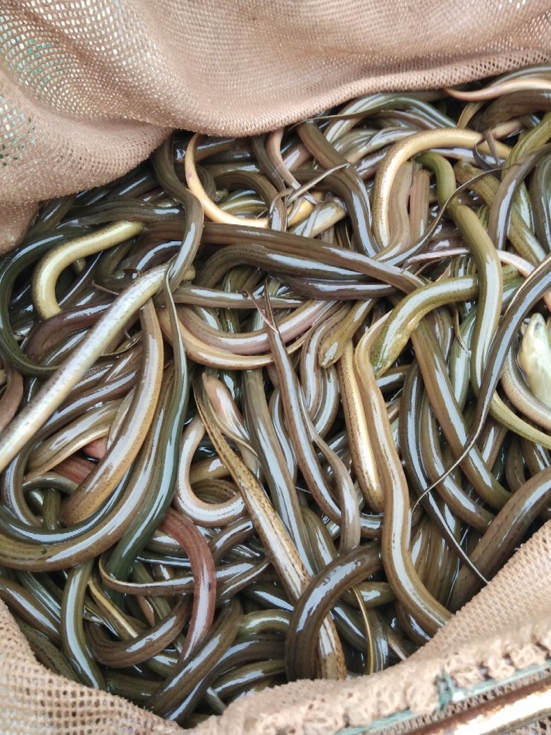 鲤鱼苗，杂交健鲤，长势快，基地批发价，包送十消毒
