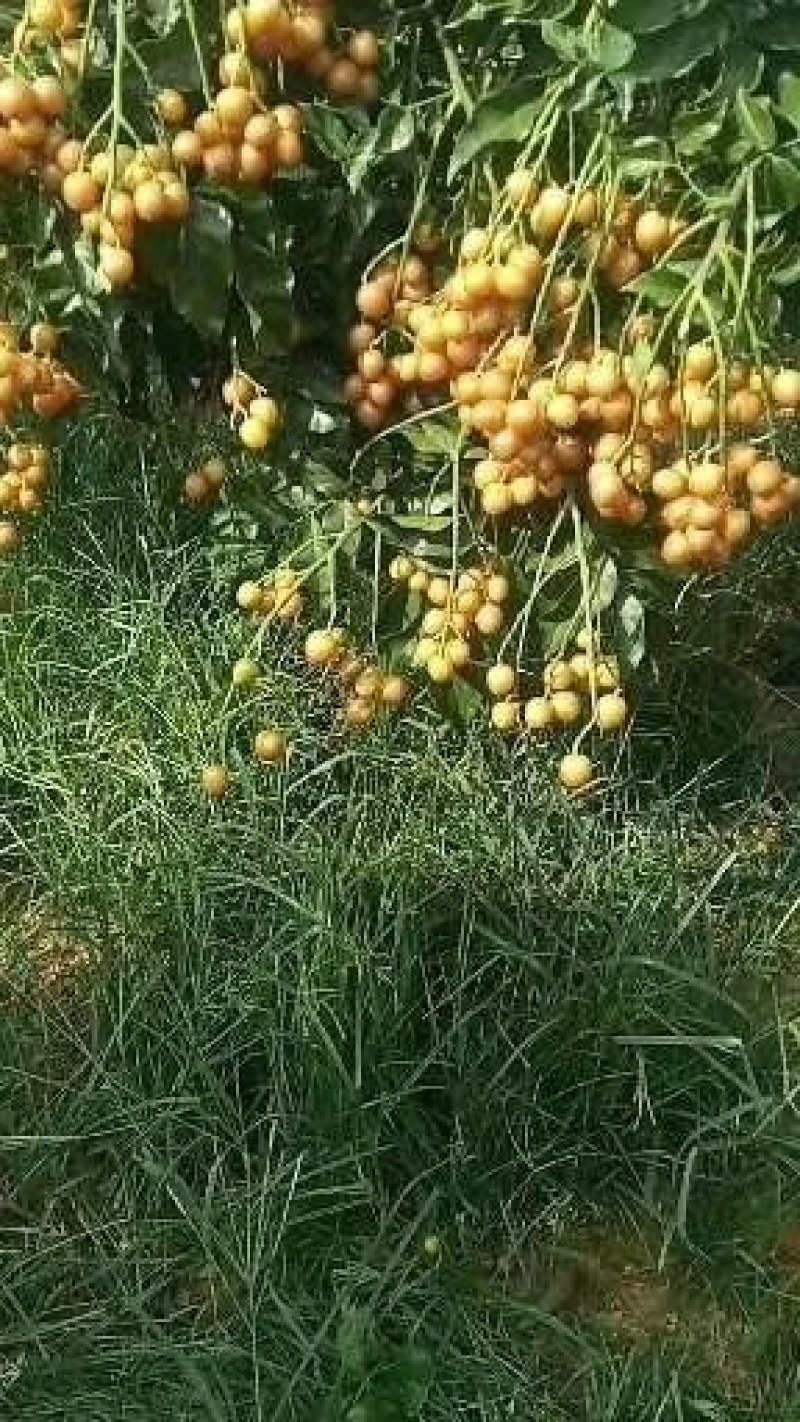 广西大量黑黄皮果苗出售，包技术