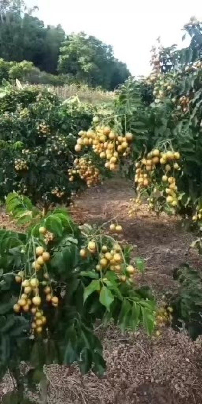 广西大量黑黄皮果苗出售，包技术