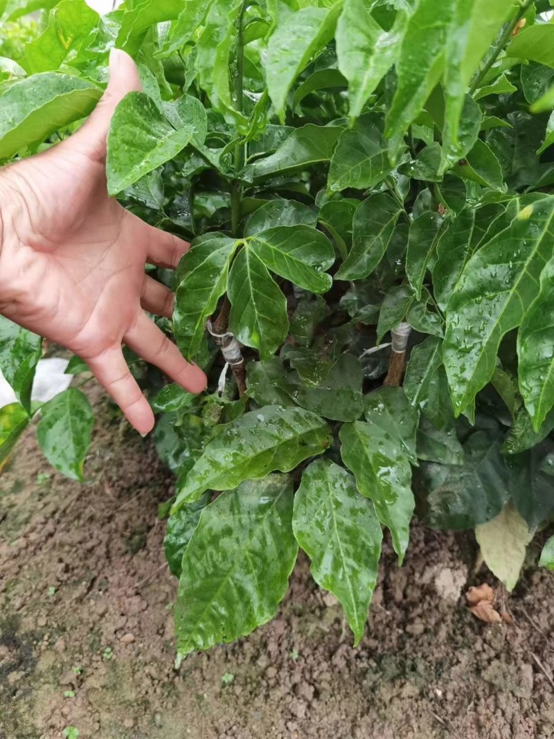 广西大量黑黄皮果苗出售，包技术