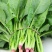 菠菜，山东潍坊菠菜，货源充足，可以视频看货