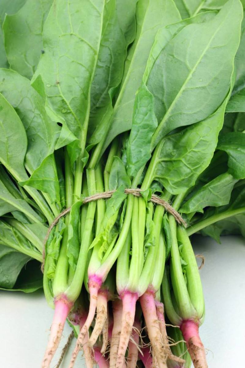 菠菜，山东潍坊菠菜，货源充足，可以视频看货