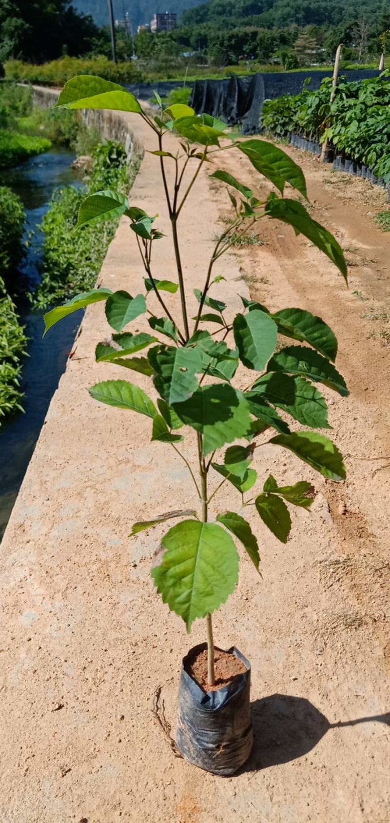 紫花风铃树木苗基地直销