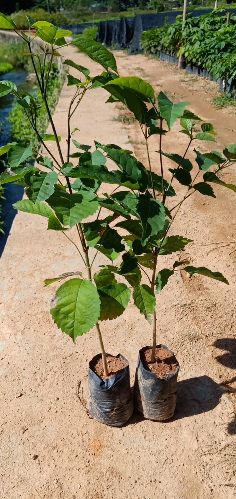 紫花风铃树木苗基地直销