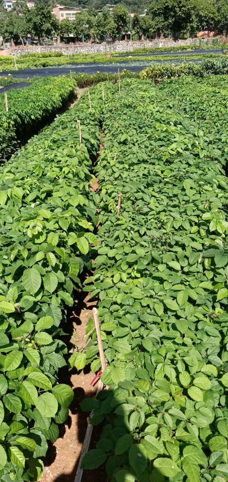 紫花风铃树木苗基地直销