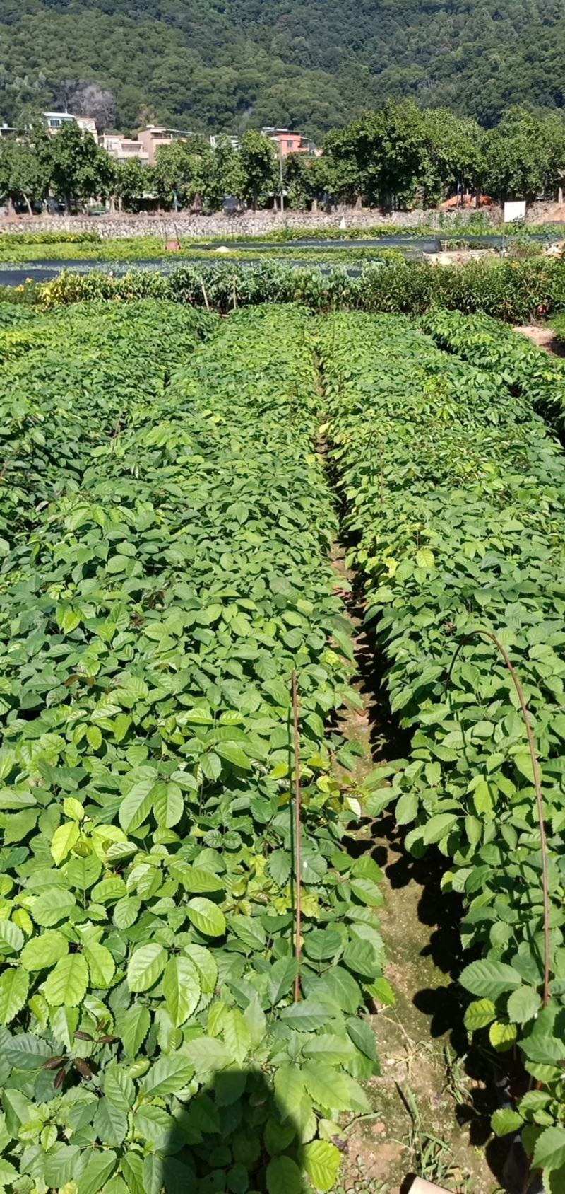 紫花风铃树木苗基地直销