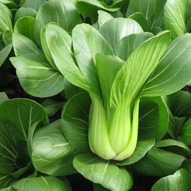 食品厂大颗通货油菜每天大量供应精品和通货油菜、快菜
