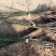 红梅苗《速生生长速度快》耐寒成活率高量大从优