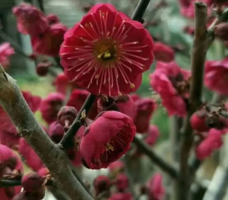 红梅苗《速生生长速度快》耐寒成活率高量大从优