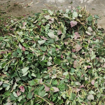 鱼腥草，折儿芽，折儿叶
