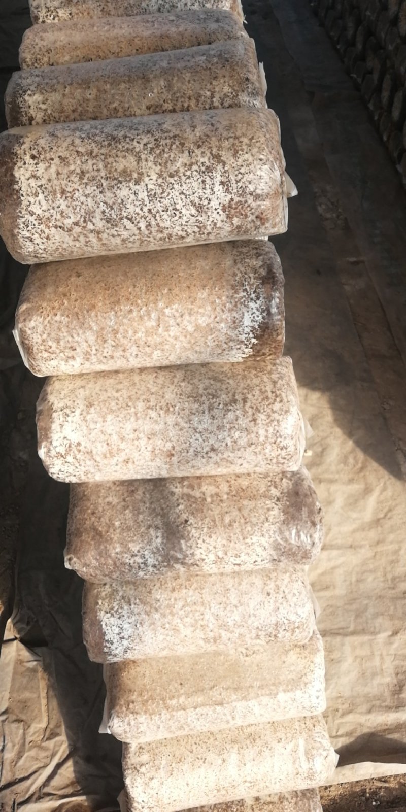 平菇菌棒，大量现货出售
