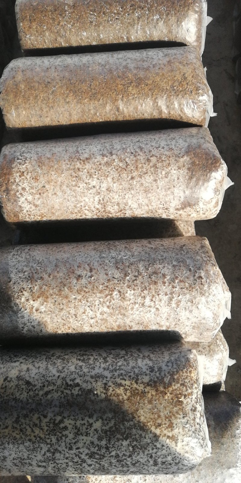 平菇菌棒，大量现货出售