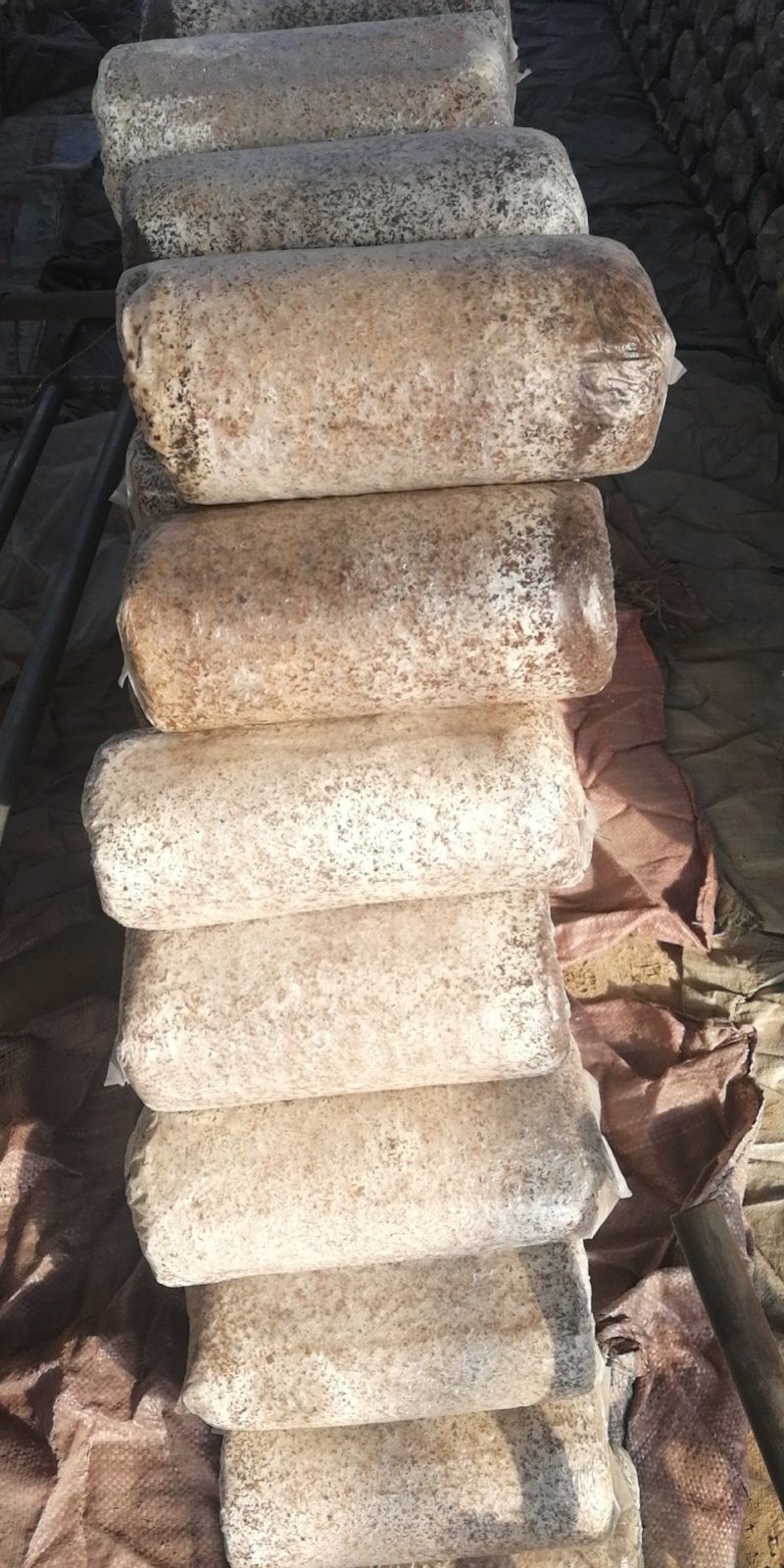 平菇菌棒，大量现货出售