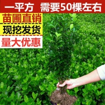 贩卖商用苗冬青苗庭院绿化篱笆专用家庭别墅小区专用