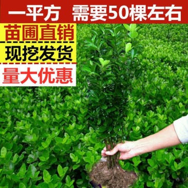 贩卖商用苗冬青苗庭院绿化篱笆专用家庭别墅小区专用