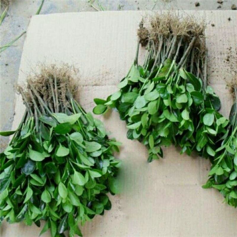 贩卖商用苗冬青苗庭院绿化篱笆专用家庭别墅小区专用