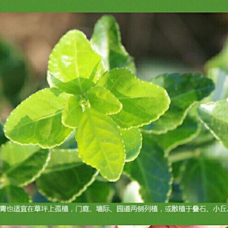 贩卖商用苗冬青苗庭院绿化篱笆专用家庭别墅小区专用