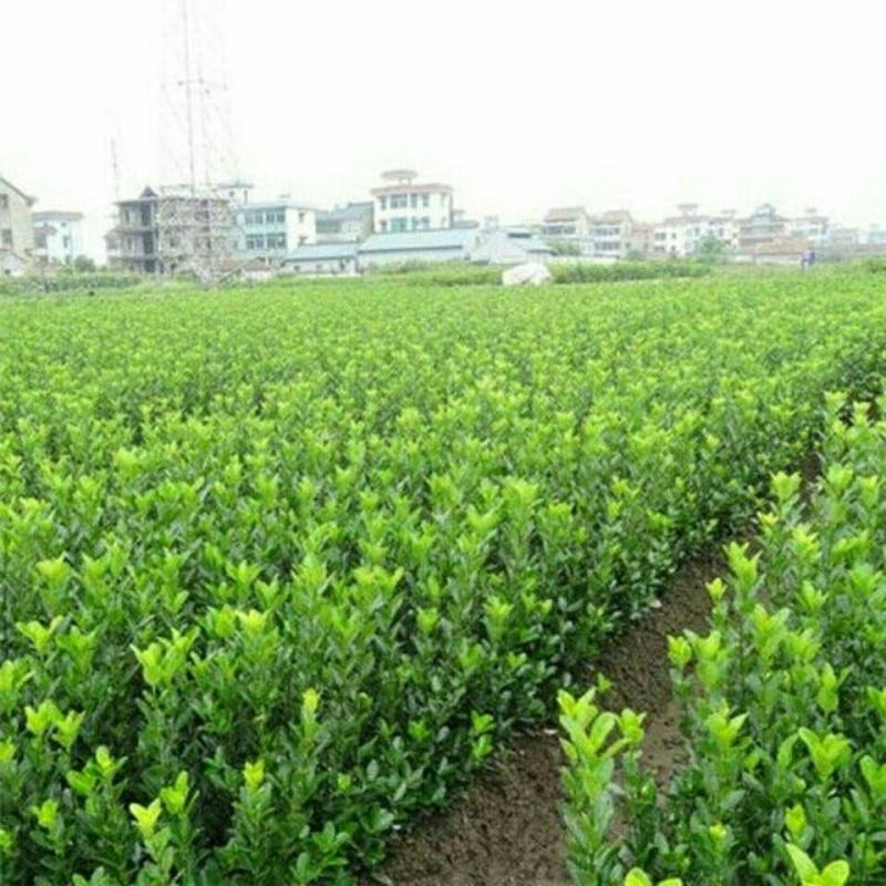 贩卖商用苗冬青苗庭院绿化篱笆专用家庭别墅小区专用