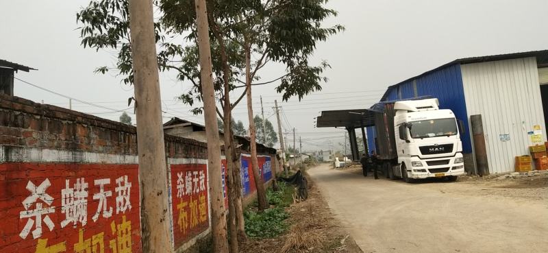 丰收果业象州县打醋洗果一条龙服务