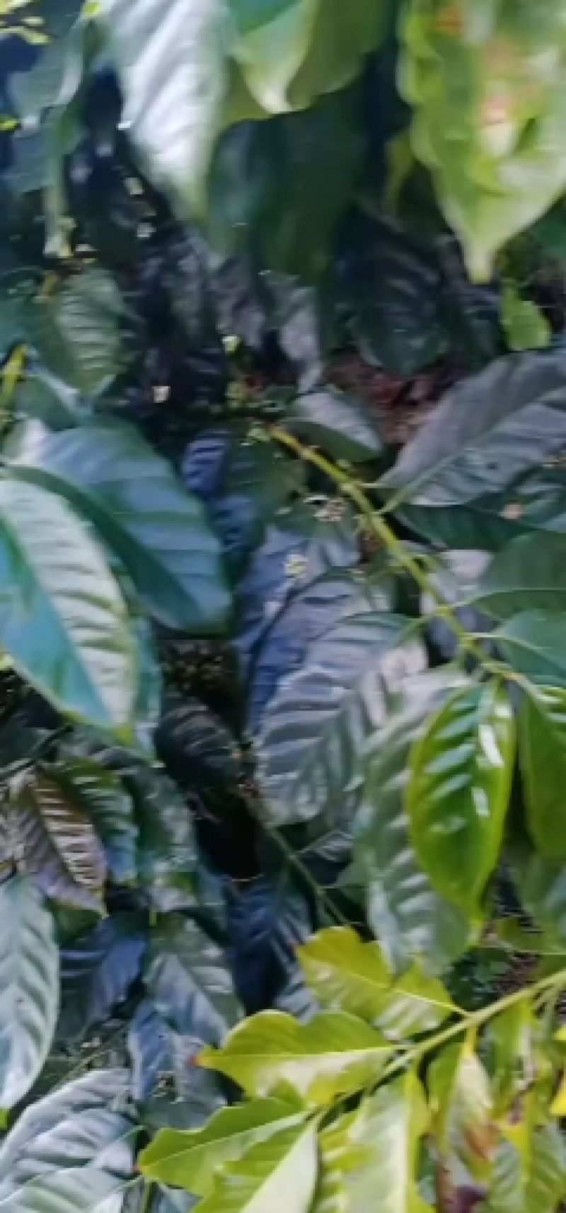 出售新鲜咖啡，欢迎老板来收购，品质很好，
