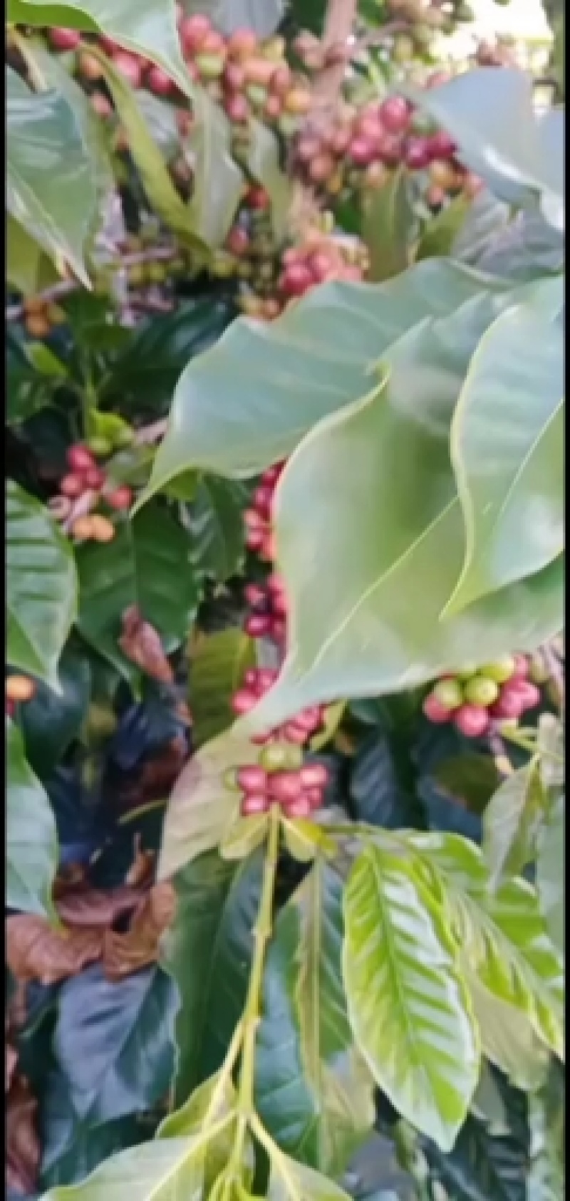 出售新鲜咖啡，欢迎老板来收购，品质很好，