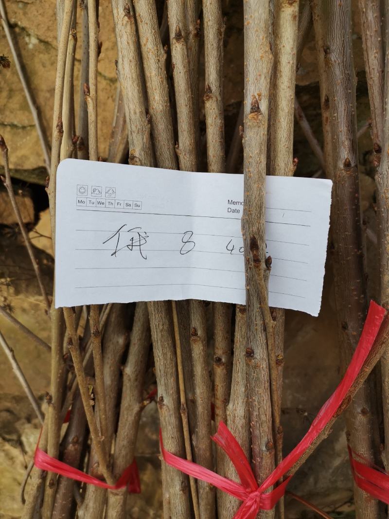 各个大品牌的车厘子。