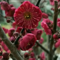 花梅苗《速生生长速度快》耐寒成活率高量大从优