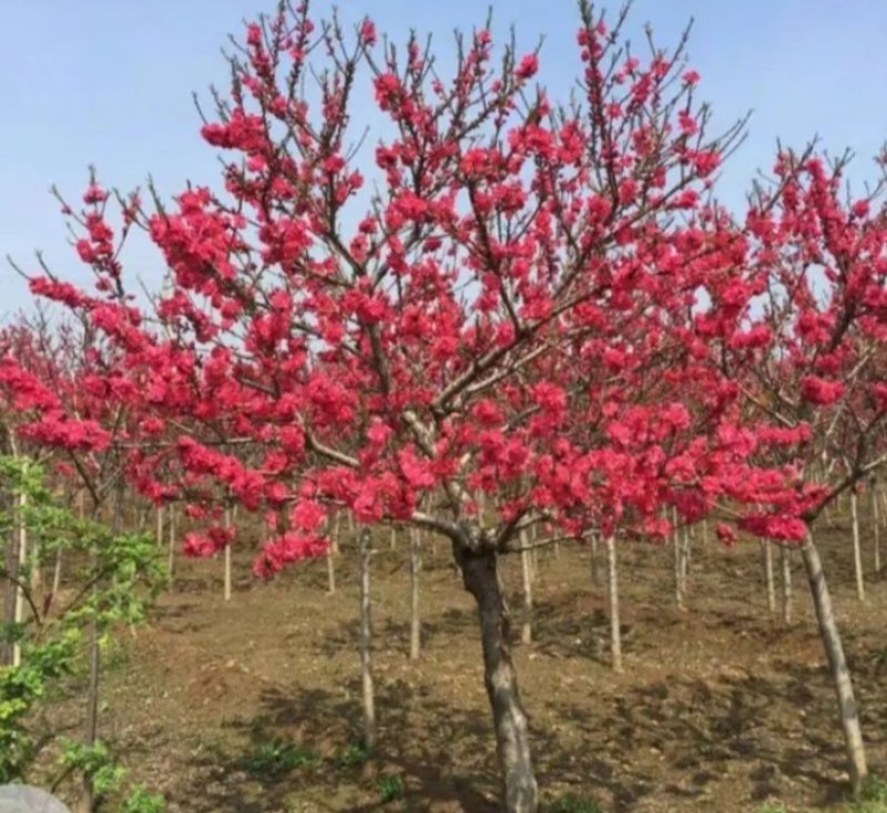 花梅苗《速生生长速度快》耐寒成活率高量大从优