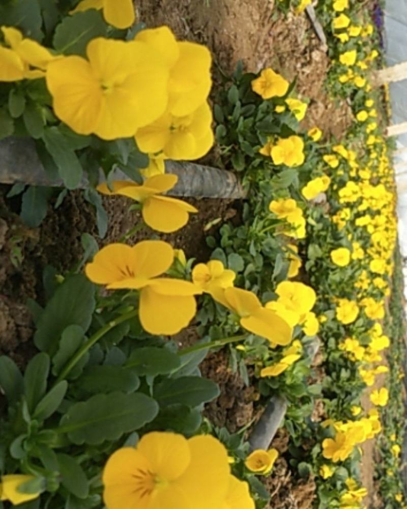 角堇，盘饰花草，特色菜