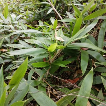 棕叶，深山天然野生货。