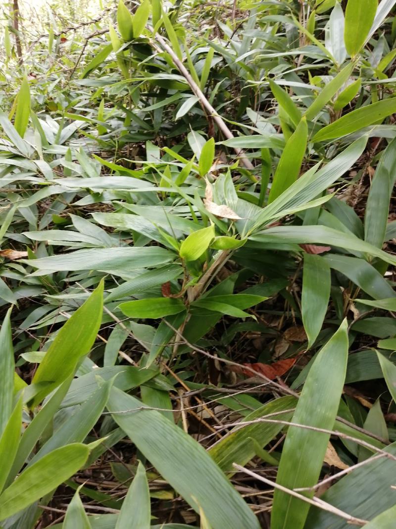 棕叶，深山天然野生货。