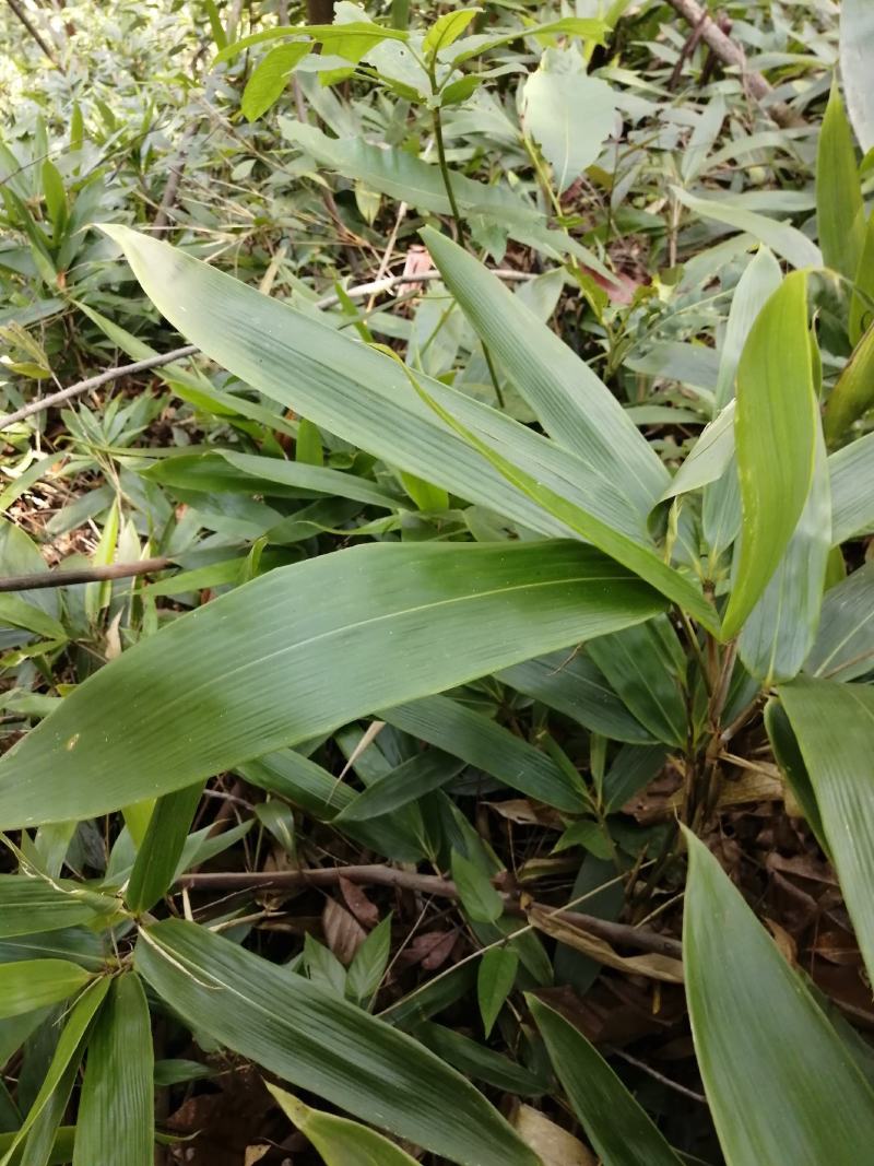 棕叶，深山天然野生货。